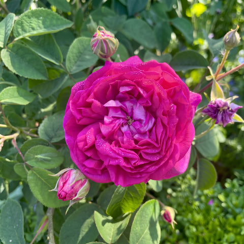Extrait de cellules souches de rose de thé