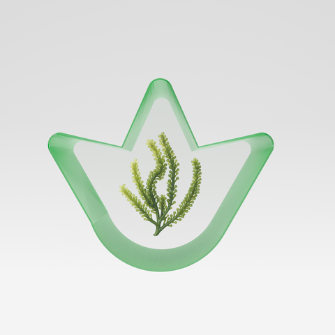 Actif lissant d'origine marine 