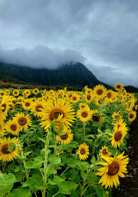 Huile de tournesol