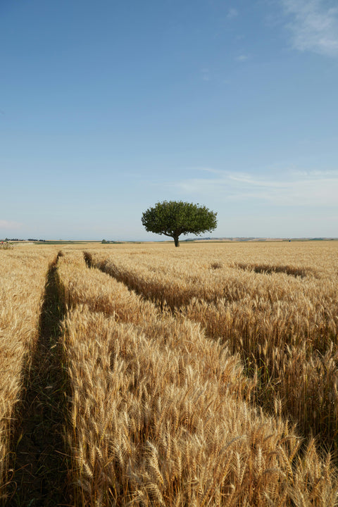 Huile de germe de blé